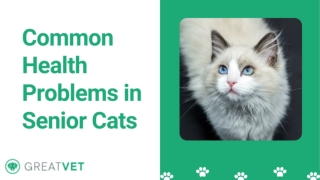 Common Health Problems in Senior Cats