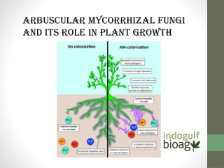 Arbuscular mycorrhizal fungi enhancing plant growth