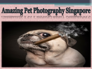 Amazing Pet Photography Singapore