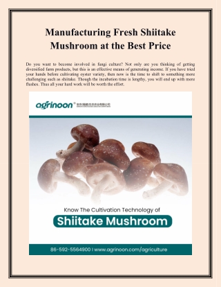 Manufacturing Fresh Shiitake Mushroom at the Best Price