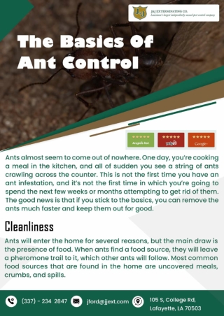 New Orleans Termite Control | Shreveport Pest Control