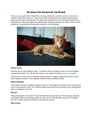 All about the Savannah Cat Breed