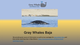 Gray whales Baja Trip