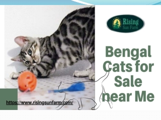 Bengal Kittens & Cats for Sale near Me | Risingsunfarm.com