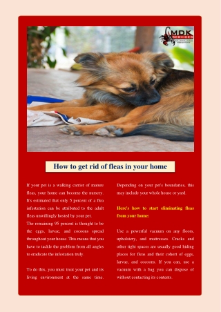 How to get rid of fleas in your home