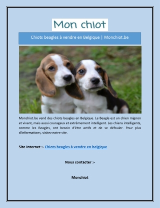 Chiots beagles à vendre en Belgique | Monchiot.be