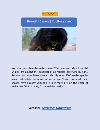 Beautiful Snakes | Tootbuzz.com