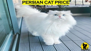 Persian Cat Price