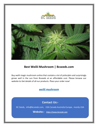 Best Weilii Mushroom | Bcseeds.com