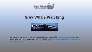 Best Grey Whale Watching Tours