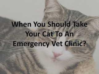 When You Should Take Your Cat To An Emergency Vet Clinic