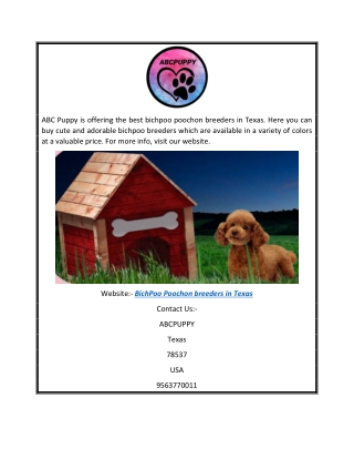 Bichpoo Poochon Breeders in Texas | Abcpuppy.com