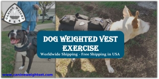 Dog Weighted Vest Exercise