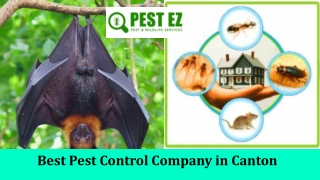 Best Pest Control Company in Canton