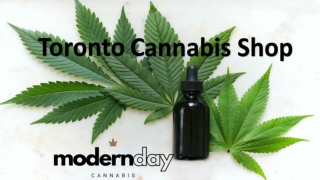Toronto Cannabis Shop