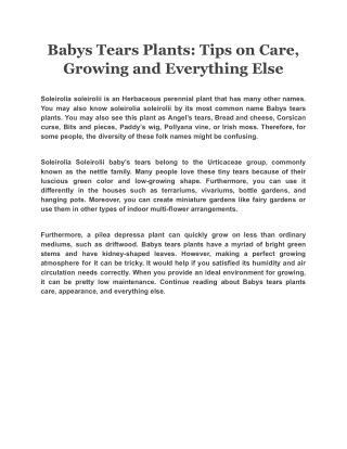 Babys Tears Plants: Tips on Care, Growing and Everything Else