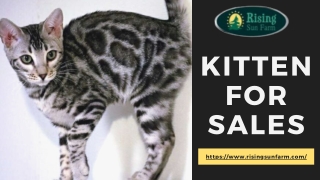 Kittens & Bengal cats for Sales Near me | risingsunfarm.com