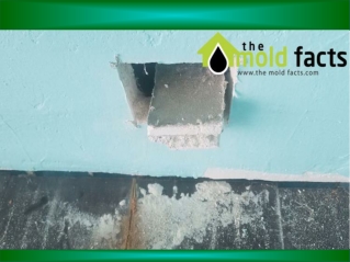 Mold Inspection Company In Los Angeles