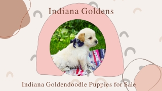 Adorable & Beautiful Indiana Goldendoodle Puppies for Sale | Indiana Goldens