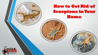 How to Get Rid of Scorpions in Your Home