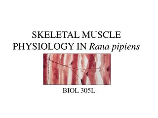 SKELETAL MUSCLE PHYSIOLOGY IN Rana pipiens