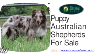 Top - Quality Puppy Australian Shepherds for Sale at risingsunfarm.com