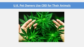 When Pain Relief for Dogs Is Necessary