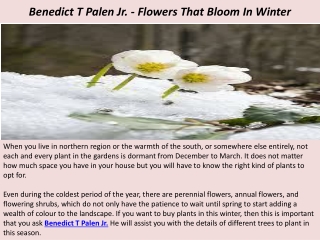 Benedict T Palen Jr. - Flowers That Bloom In Winter