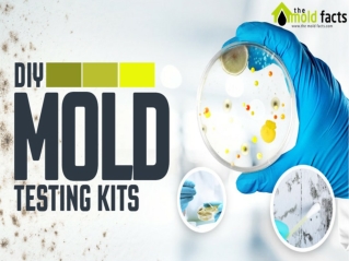 Professional Mold Testing