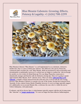 Blue Meanie Cubensis: Growing, Effects, Potency & Legality.  1 (626) 708-2299