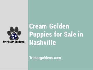 Reserve Your Cream Golden Puppies for Sale in Nashville | Tri-Star Goldens