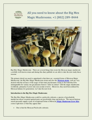All you need to know about the Big Mex Magic Mushrooms.  1 (802) 289‑8444