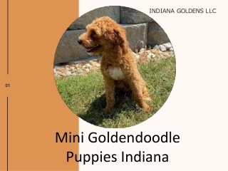 Sweet Mini Goldendoodle Puppies Indiana are getting cuter with every day | India