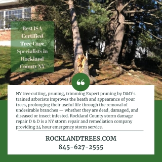 Best ISA Certified Tree Care Specialists in Rockland County NY