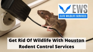 Get Rid Of Wildlife With Houston Rodent Control Services