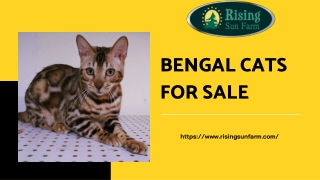 Unique Bengal Cats and Kittens for Sale near me