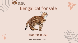 Bengal cat for sale near me in usa