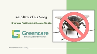 Keep Dirtiest Flies Away – Greencare pest Control
