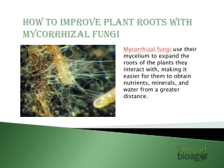 Role of Arbuscular Mycorrhizal Fungi in Plant Growth | Indogulf