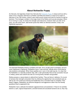 About Rottweiler Puppy