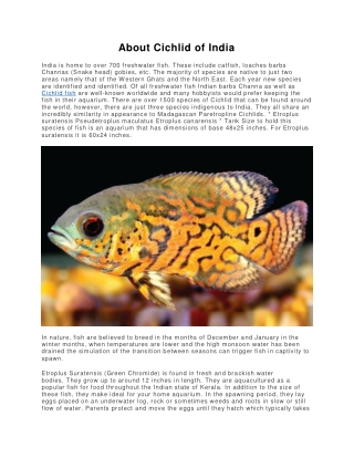 About Cichlid of India