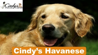 Best Companion Dogs in Texas | Cindy's Havanese