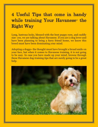 AKC Havanese in the State of Texas | Cindy's Havanese