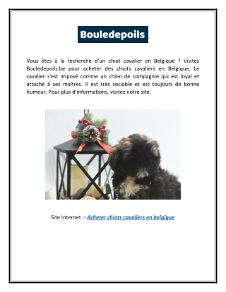 Acheter chiots cavaliers en Belgique | Bouledepoils.be