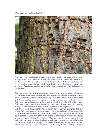 What does an oak borer look like-converted