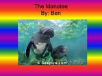 The Manatee By: Ben