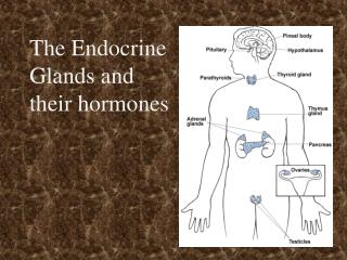 The Endocrine Glands and their hormones