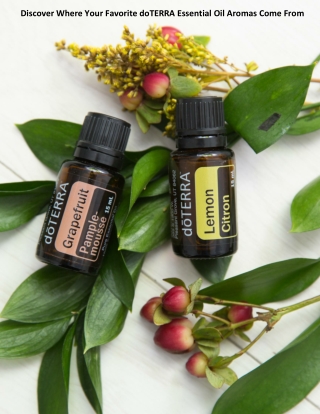 Discover Where Your Favorite doTERRA Essential Oil Aromas Come From