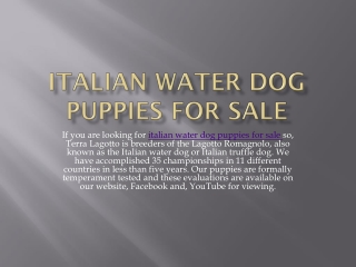 Italian Water Dog Puppies For Sale