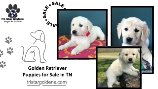 Quality Breeds of Golden Retriever Puppies for Sale in TN